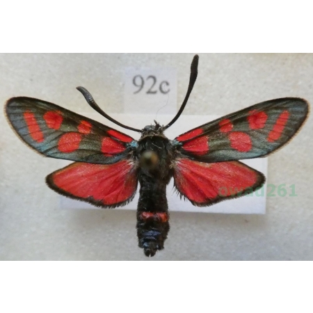 Zygaena carniolica (Scopoli, 1763) Kraśnik rzęsinowiec Poland92c